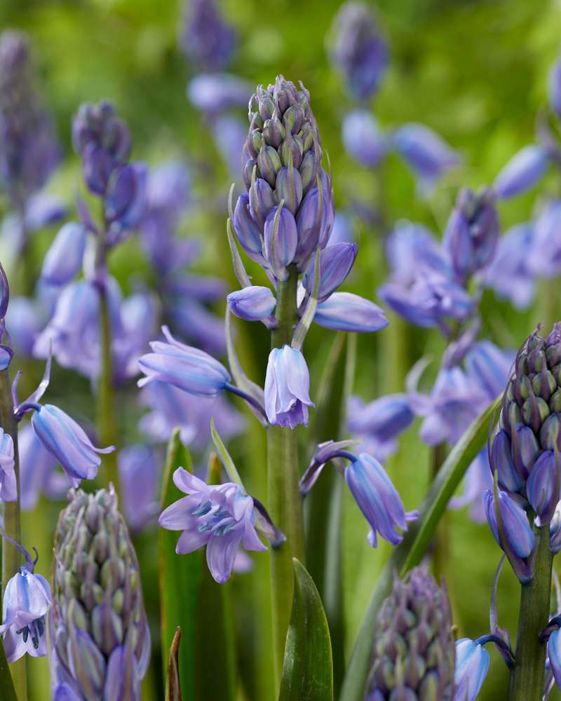 Spansk Scilla 'Excelsior'